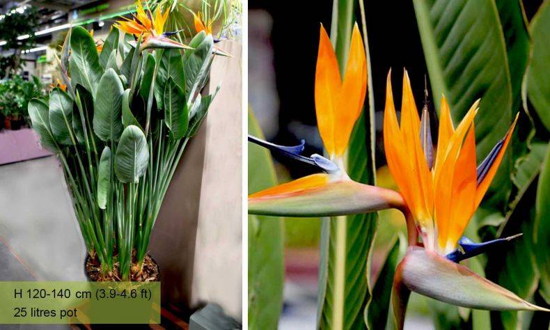 Стрелиция: особенности выращивания райского цветка в домашних условиях и саду