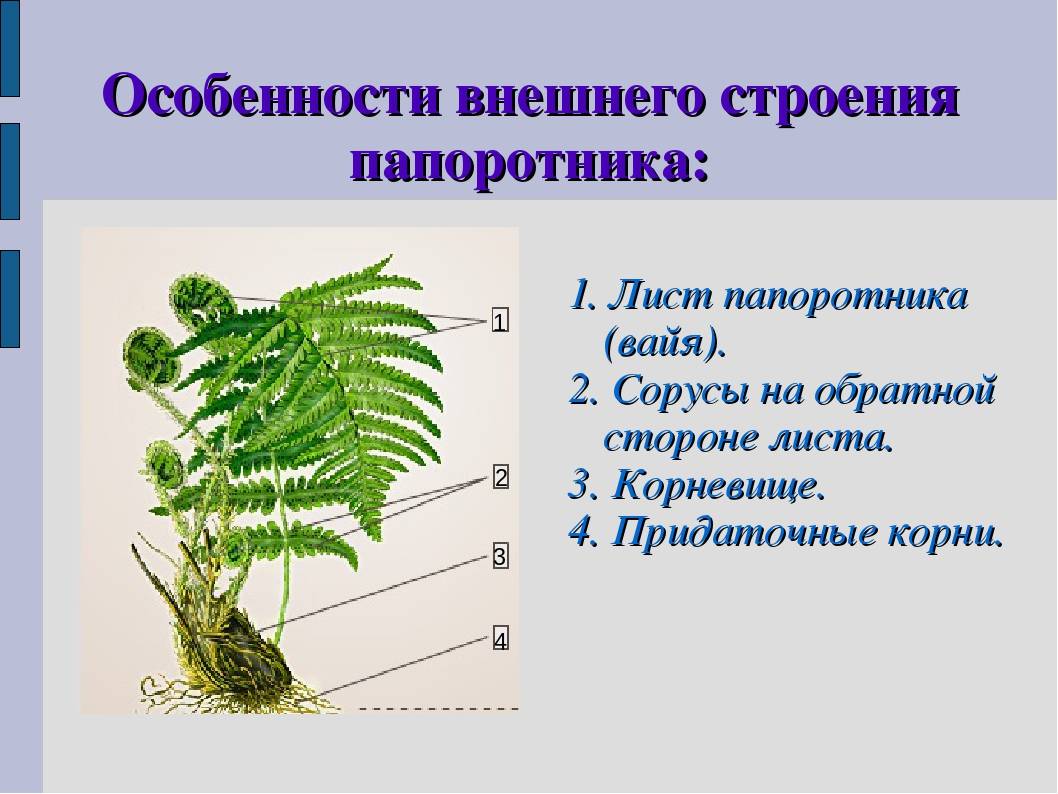 Виды папоротников: описание каждого вида, особенности, выращивание и уход