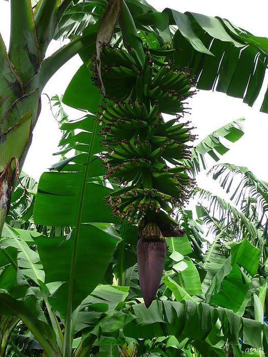 Банан комнатный -выращивание дома | садоводство и огородничество