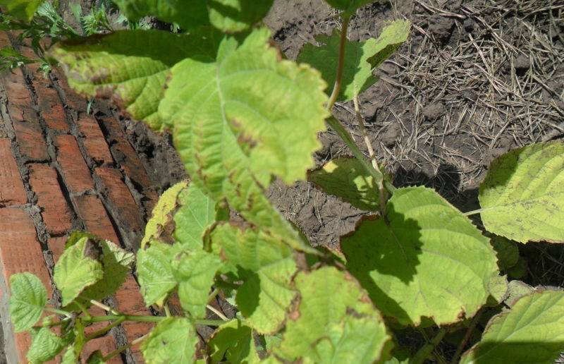 Гортензия: почему сохнут листья по краям у садовой и домашней, частые причины