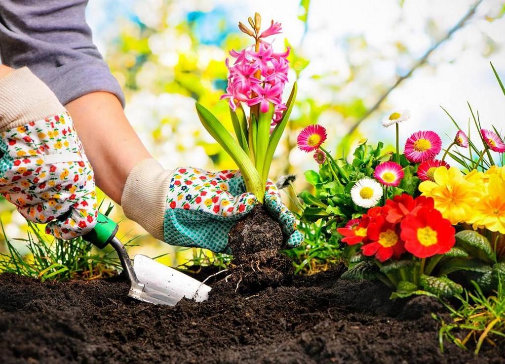 Как ухаживать за комнатными растениями? – правила и рекомендации для красивого цветения и хорошего роста