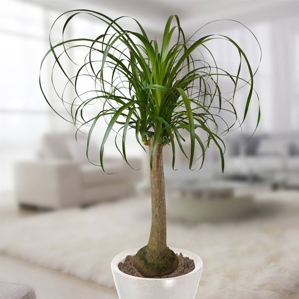 Бутылочное дерево (нолина): тропическое растение у вас дома
