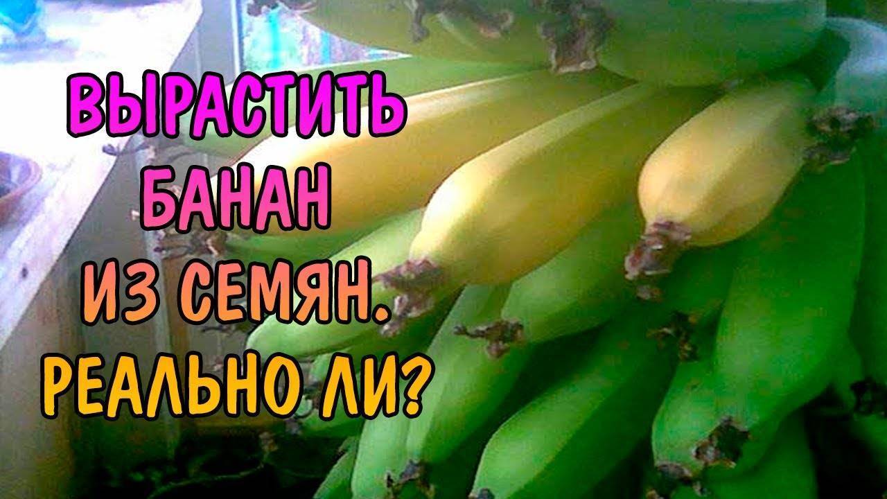 Как я выращиваю банан в домашних условиях, чтобы он выжил?