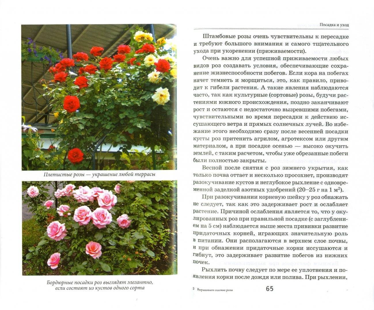 Эльф роза - описание сорта, основные характеристики, советы и отзывы по поводу выращивания