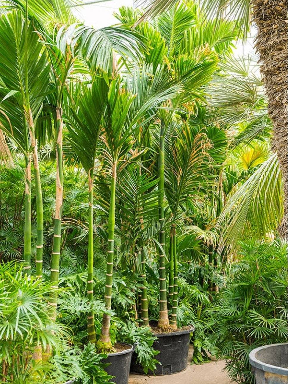 Домашняя пальма арека уход в домашних условиях выращивание из семян размножение и пересадка
