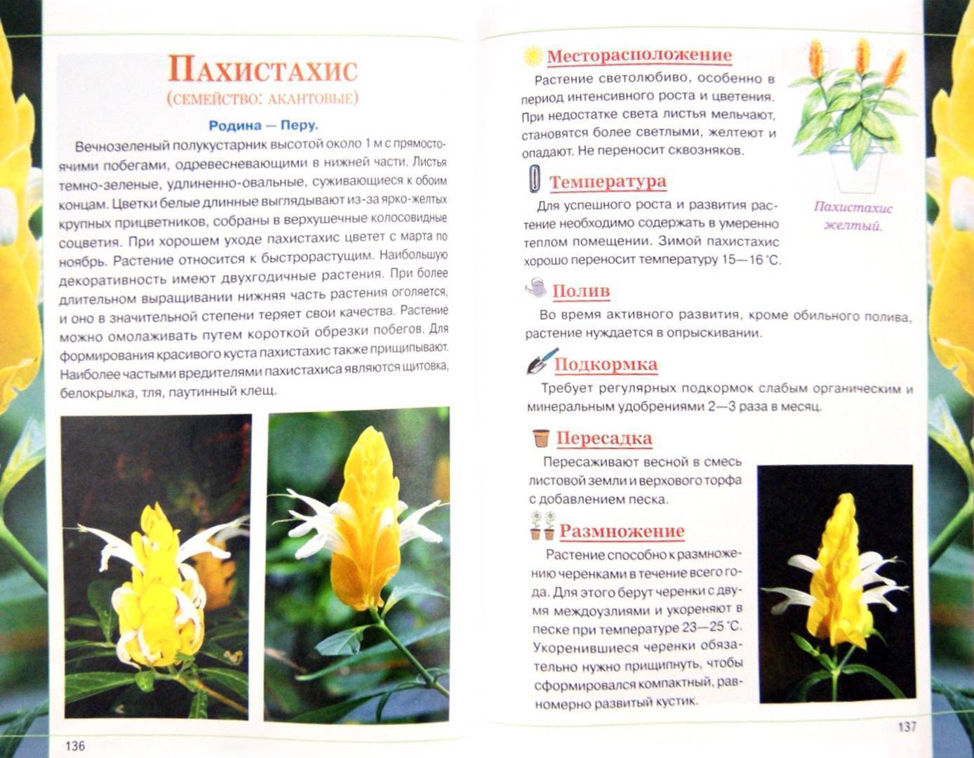 Пахистахис (жёлтый и красный): размножение цветка и уход в домашних условиях, описание сортов и фото