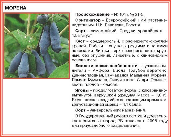 Жимолость фиалка синяя: описание и характеристика съедобного сорта, отзывы садоводов об урожайности и вкусовых качествах, опылители