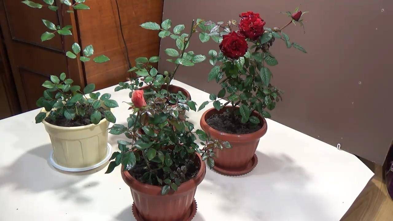 Комнатная роза в горшке: как за ней правильно ухаживать?