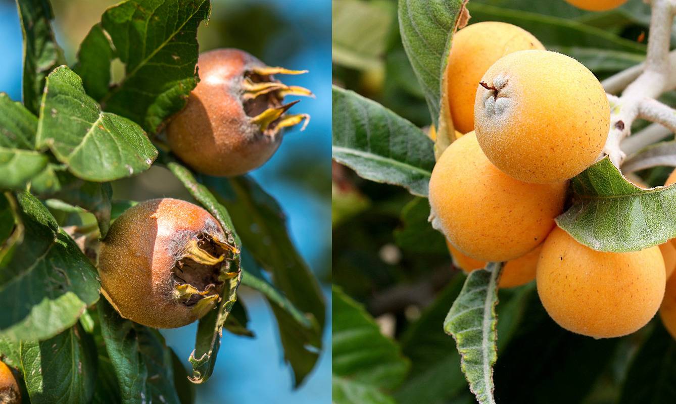 Мушмула кавказская – необычный фрукт. что такое кавказская мушмула и где она растет