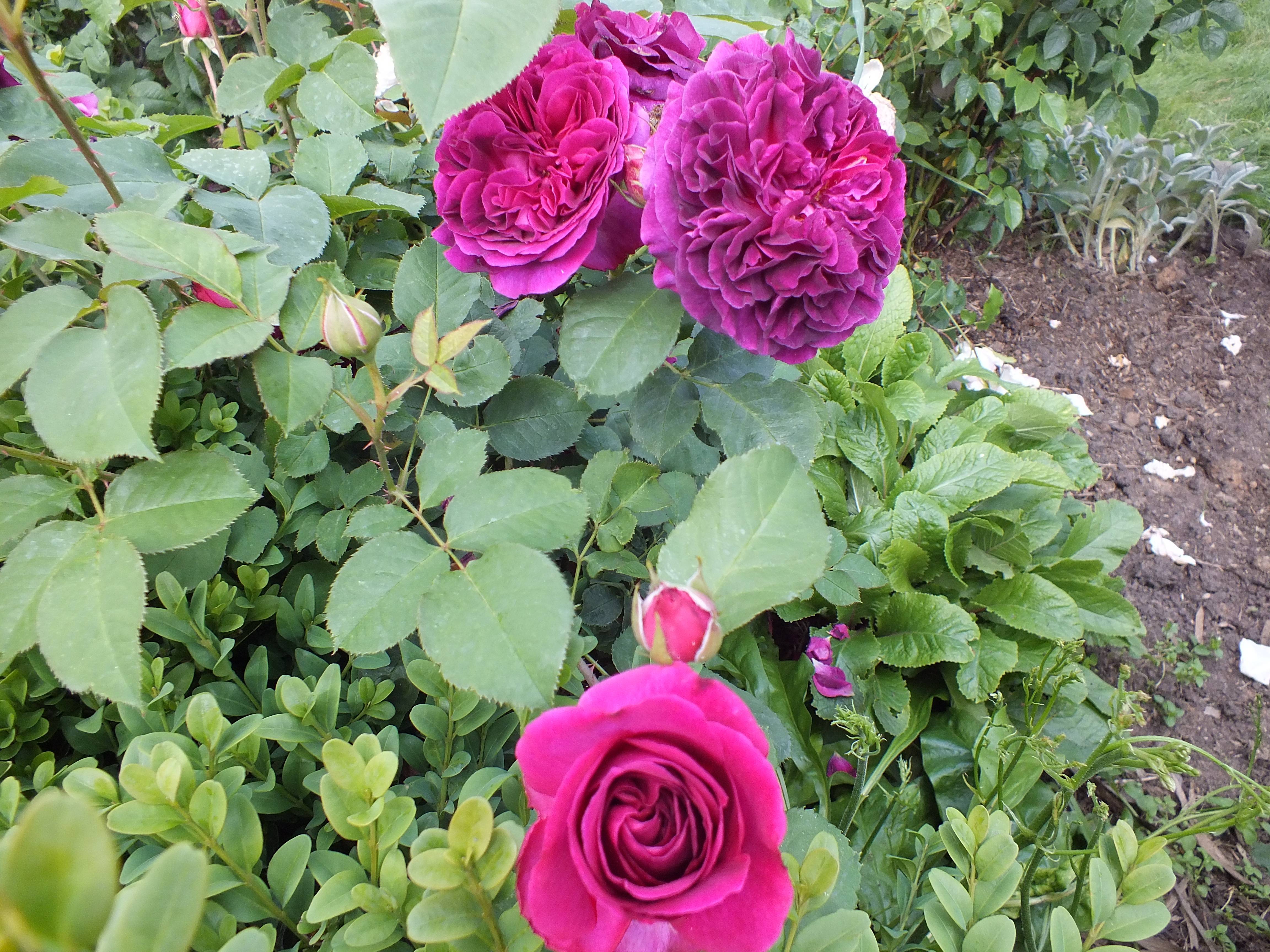 Роза манстед вуд (munstead wood): фото, описание сорта, отзывы
