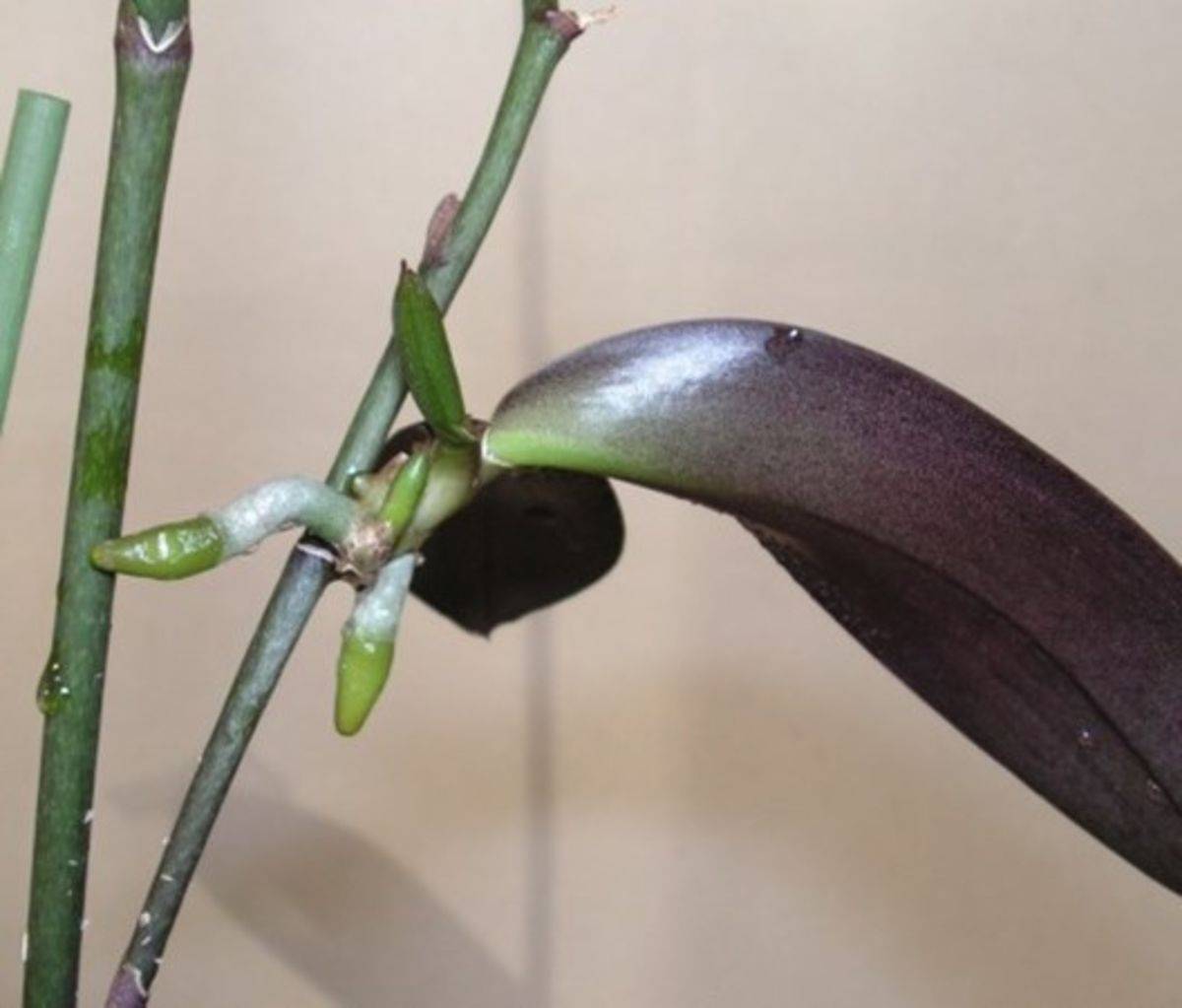 «детки» орхидеи: как и когда пересаживать в домашних условиях