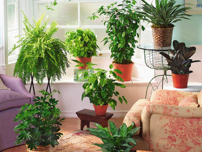 10 самых неприхотливых в уходе комнатных растений.