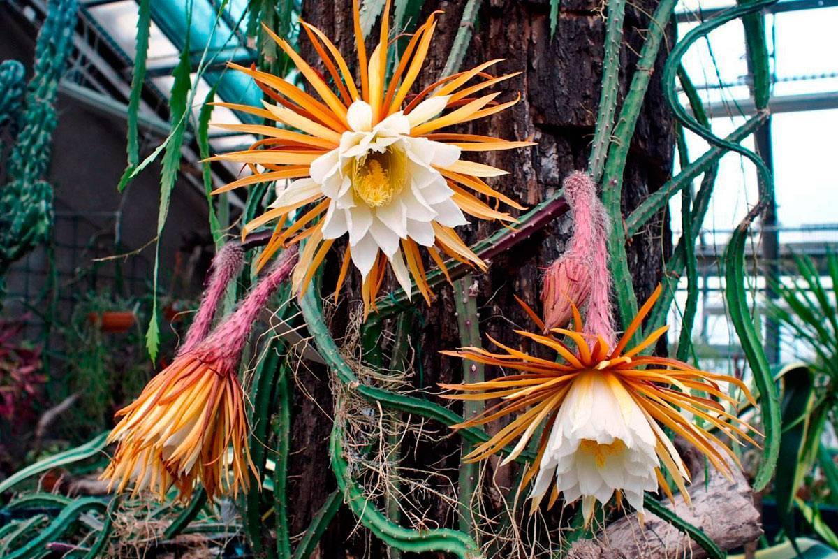 Лучшие виды цветущих домашних кактусов с фото и названиями