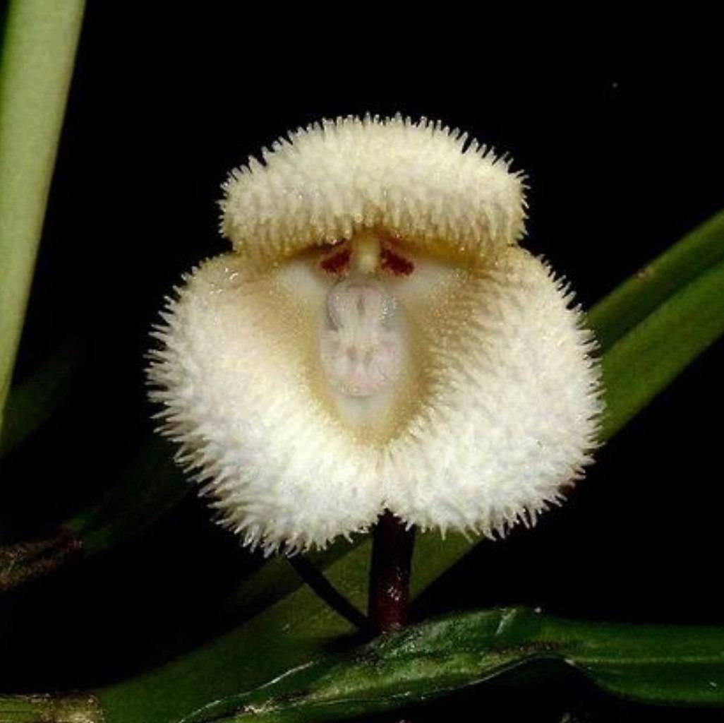Орхидея дракула: история возникновения сорта, описание и фото его разновидностей, а также особенности ухода за ним