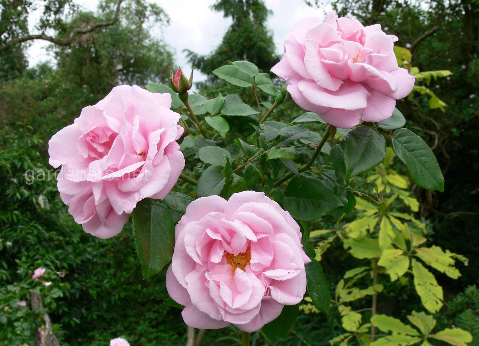 Розы плетистые: фото с названием сорта