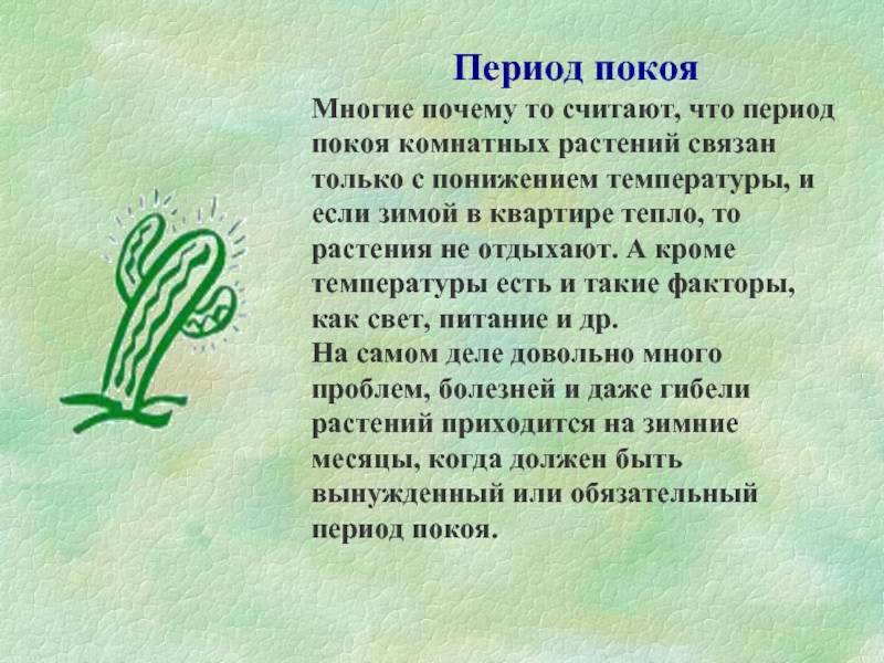 Гиппеаструм: период покоя и подготовка к цветению / асиенда.ру