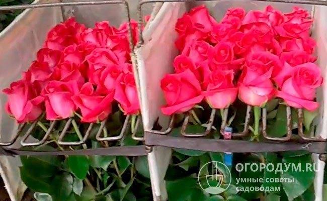 Пинк флойд роза - описание и характеристики, советы по выращиванию | розоцвет