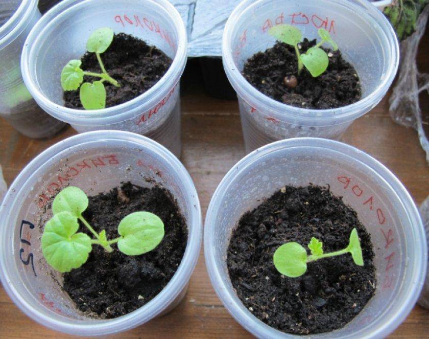Выращивание пеларгонии из семян. сорта пеларгонии и сроки посадки