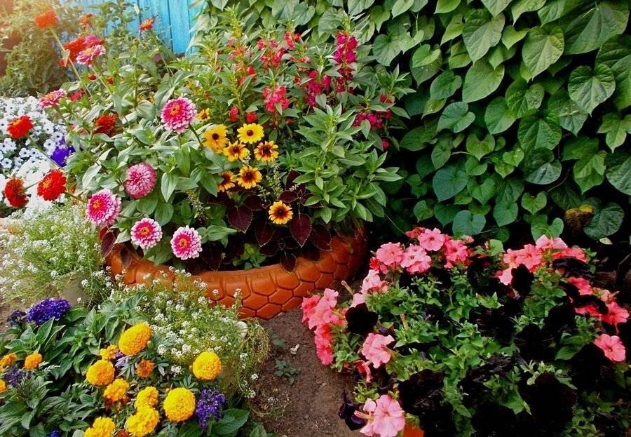 Гербера садовая: главные секреты выращивания