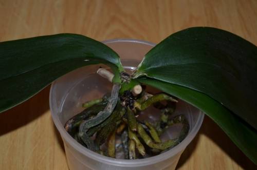 Точка роста у орхидеи: что делать, если ее нет, что это такое и для чего нужна, а также как она выглядит на фото? selo.guru — интернет портал о сельском хозяйстве