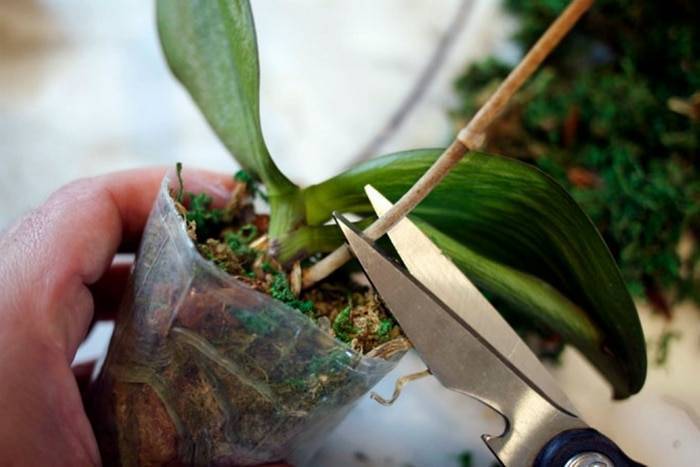 Как обрезать орхидею после цветения