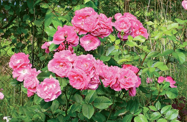 Роза Морден Сентенниал (Morden Centennial) — описание сорта