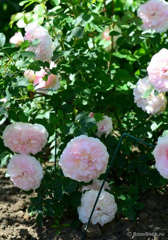 Роза морден блаш энциклопедия роз — огород и прочее