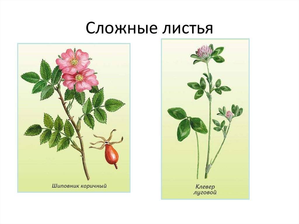 Как узнать плетистая роза или шиповник. как отличить розу от шиповника по листьям и побегам