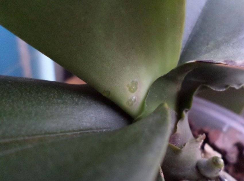 О чем говорят липкие капли на листьях у орхидеи