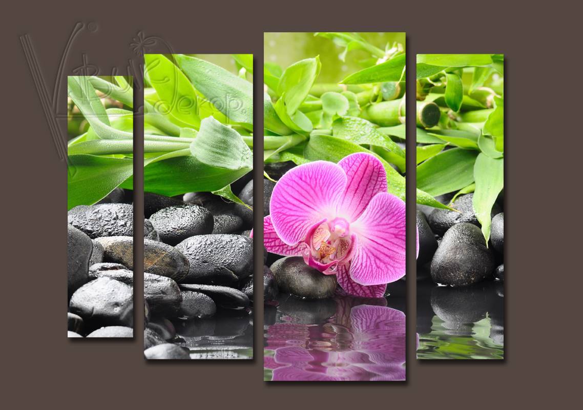 Орхидея дома: плохие и хорошие народные приметы и суеверия, можно ли держать цветок в квартире по фен-шуй и где его лучше поставить