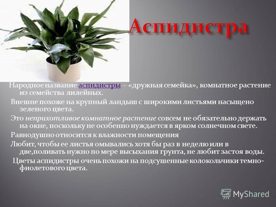 Цветок аспидистра или чугунное растение: 12 видов с фото