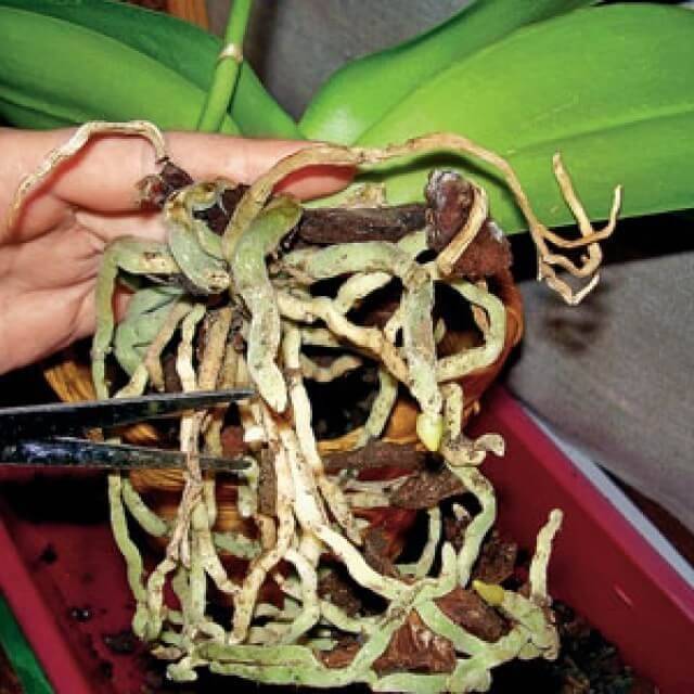 Важная часть орхидеи — воздушные корни: что это и зачем нужны, что с ними делать?