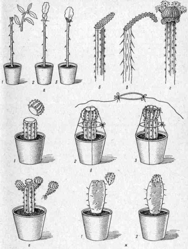 Как посадить кактус без корней: все способы размножения растения, этапы проведения процедуры, правильный выбор горшка и земли, а также последующий уход за цветкомдача эксперт