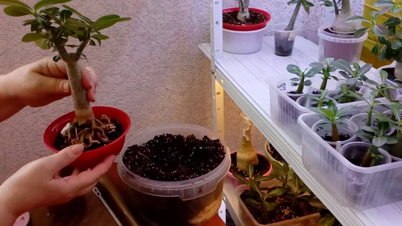Уход за адениумами в домашних условиях, выращивание из семян + фото и видео