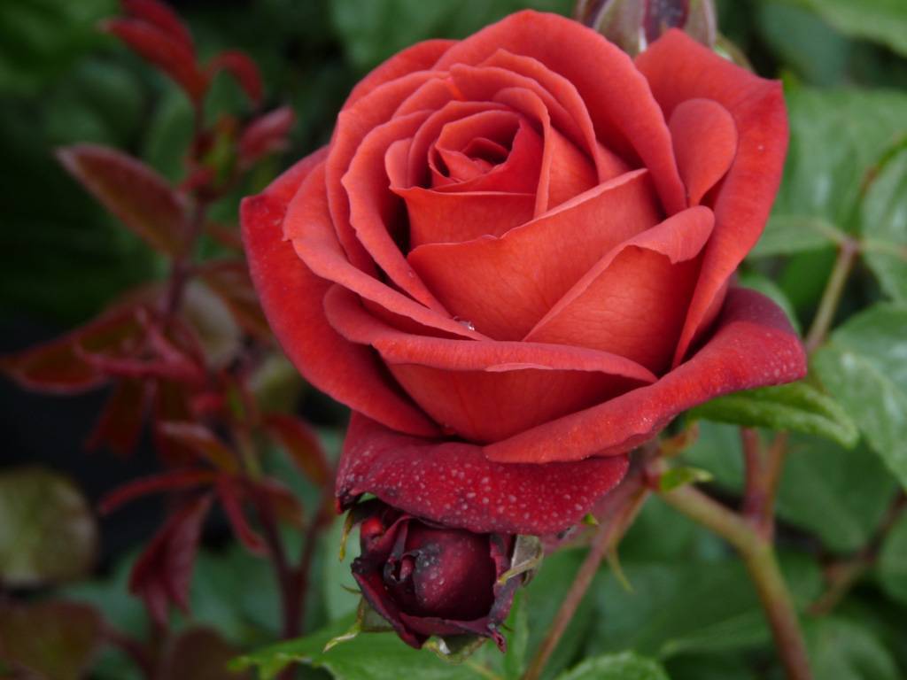 Парковая грандифлора терракота: что это за сорт роз, характеристики шраба