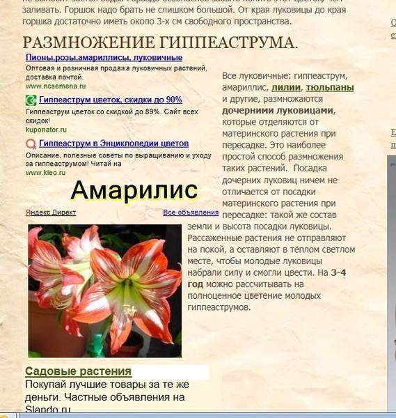 Всё про амариллисы и гиппеаструмы: отличия визуальные, как отличить друг от друга - pocvetam.ru