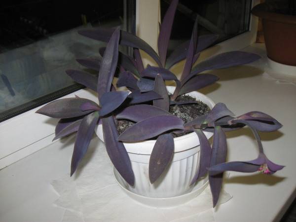 Растение традесканция сеткреазия пурпурная, уход в домашних условиях