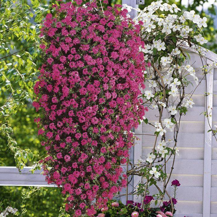 Ампельные цветы для кашпо свисающие и неприхотливые для комнаты и сада: фото и названия растений