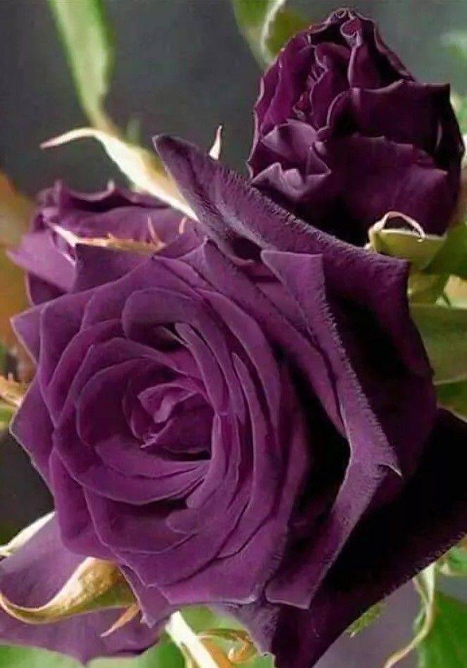 Фиолетовые розы. основные виды и сорта растения, их фото, особенности размещения на садовом участке