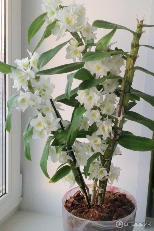 Дендробиум: орхидея, живущая на дереве