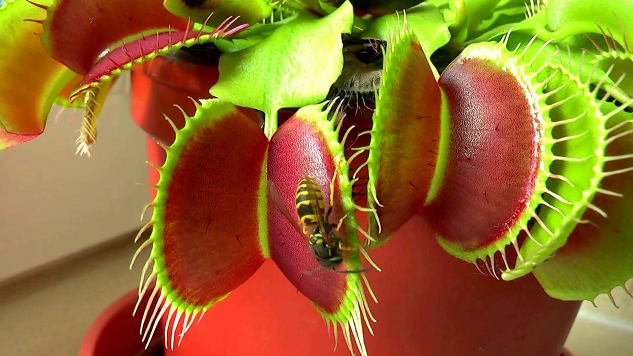 Хищник непентес — что это такое? как ухаживать за растением в домашних условиях?