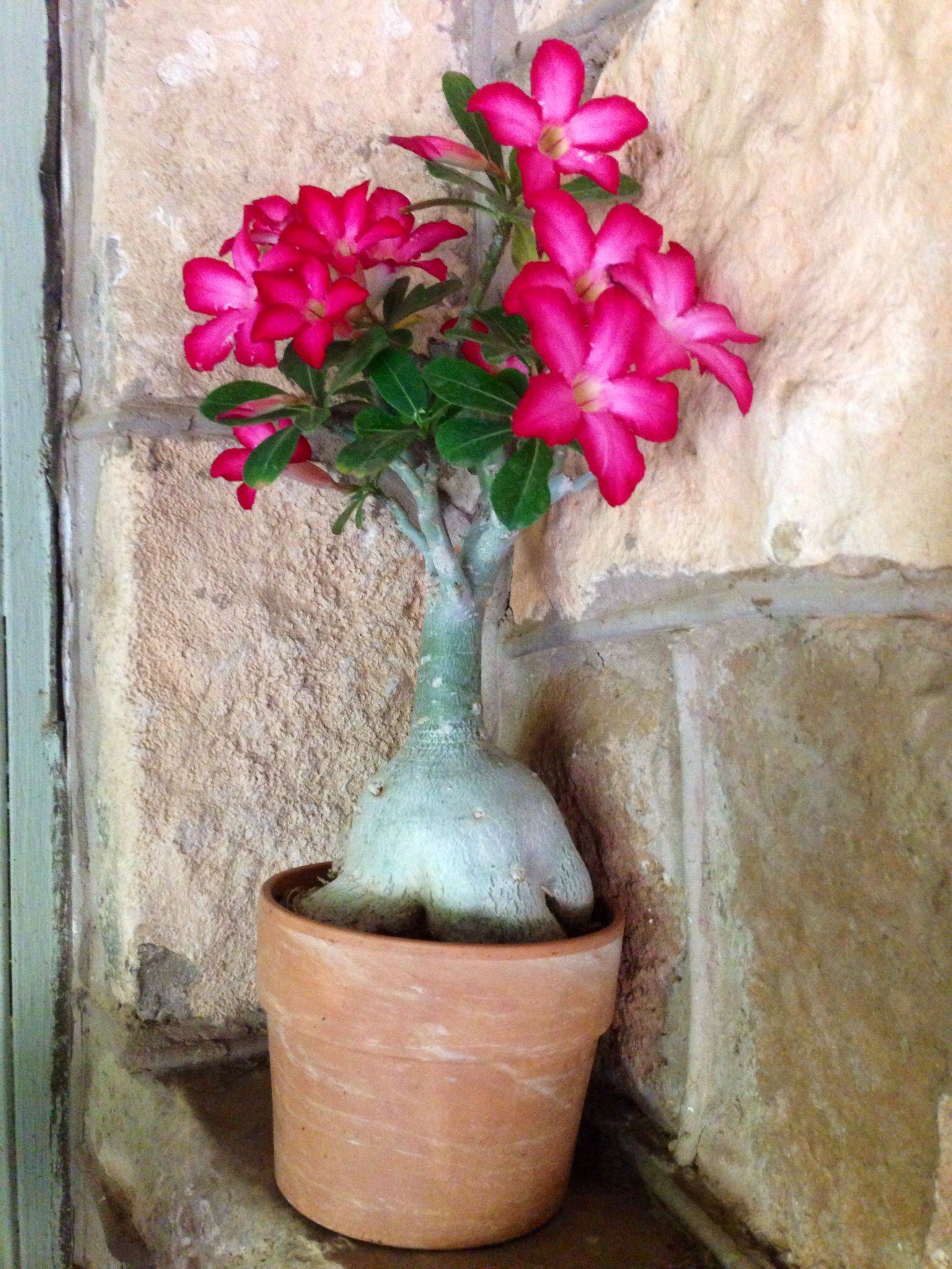 Роза пустыни или адениум: уход в домашних условиях и особенности выращивания необычного цветущего суккулента