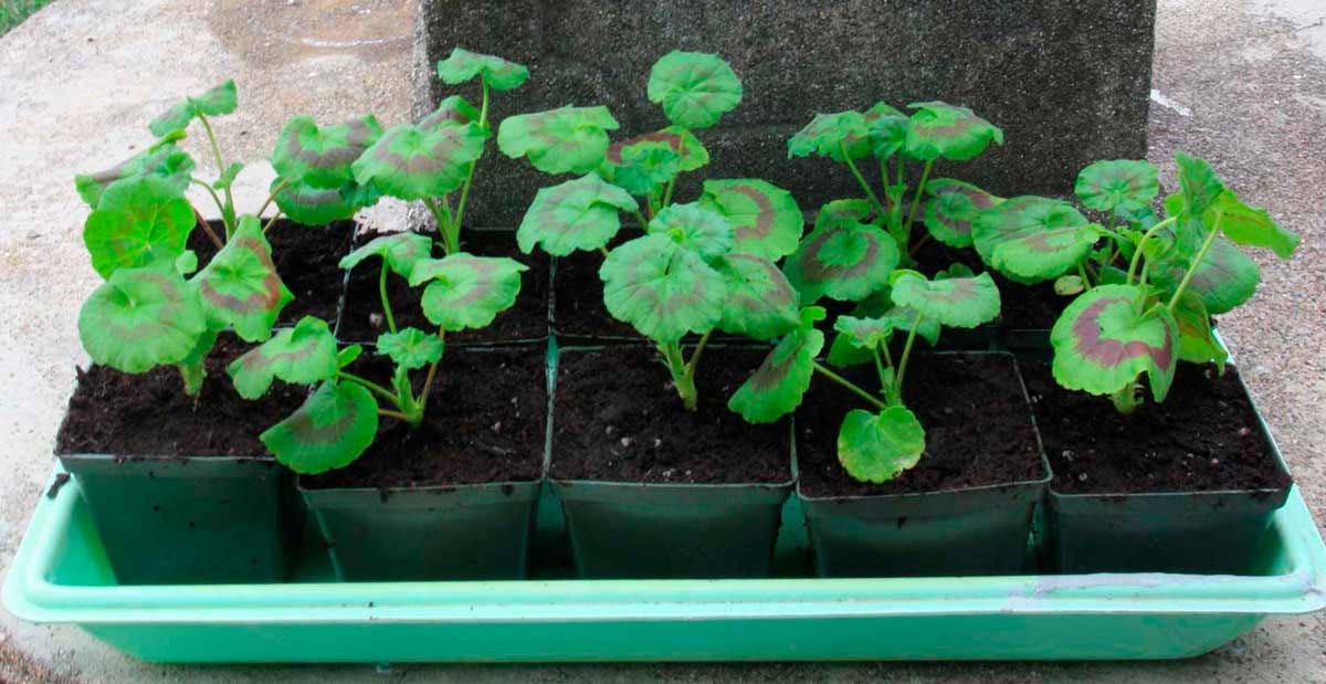 Пеларгония: выращивание из семян в домашних условиях