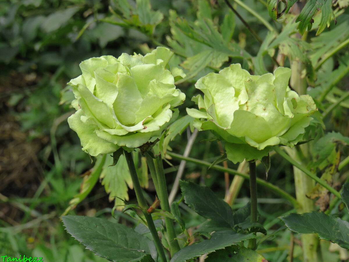 Роза лимбо: чайно гибридная, фото, описание, уход и выращивание
