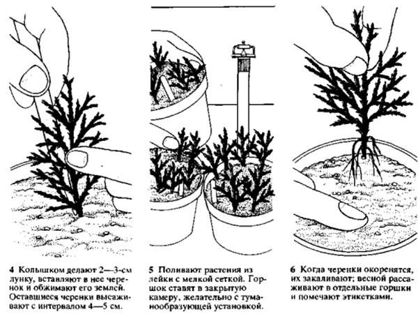 Размножение можжевельника дома — правила и советы от садоводов
