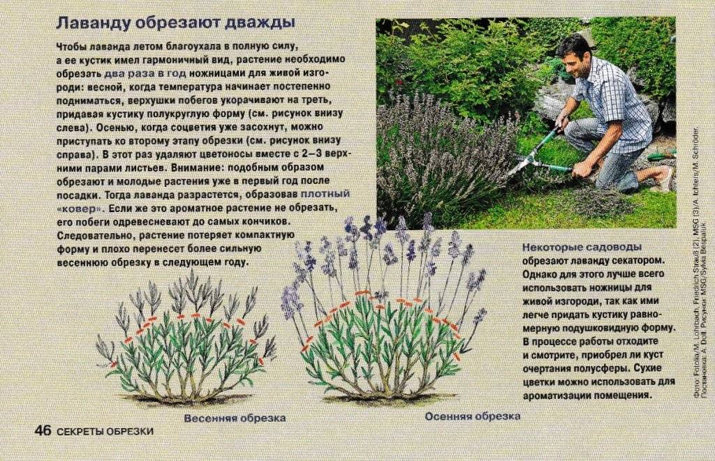 Лиатрис: фото цветов, посадка и уход в открытом грунте