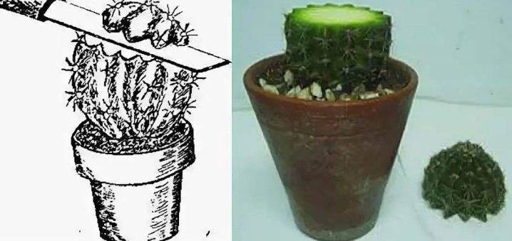 Кактус: как размножать растения в домашних условиях