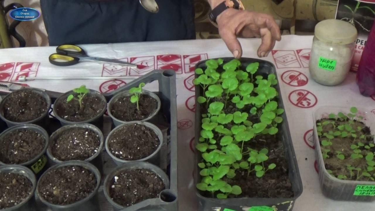 Как выглядят семена герани, как их собрать самостоятельно и как хранить?