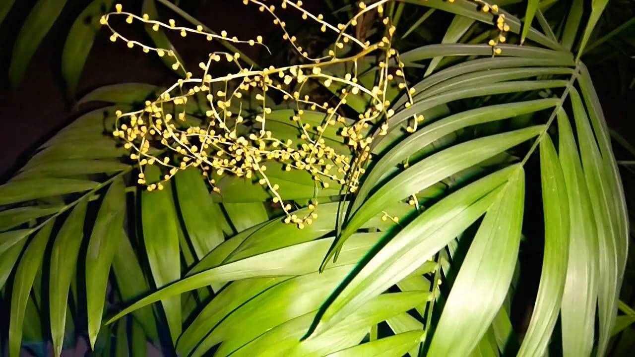 Выращиваем хамедорею – гостью из тропического леса. хамедорея: посадка, выращивание и уход в домашних условиях
