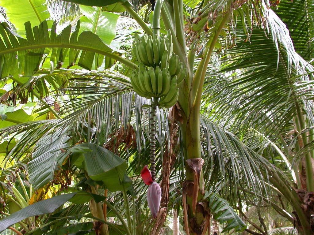 Условия выращивания бананов на даче. 7 важных моментов selo.guru — интернет портал о сельском хозяйстве